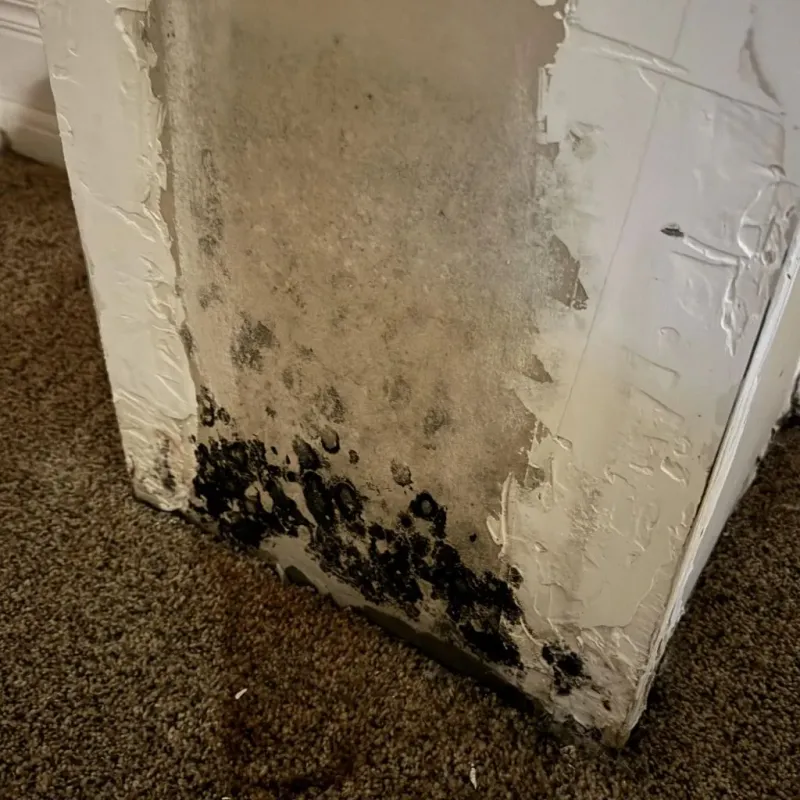 Professional Mold Removal in Huber Heights, OH